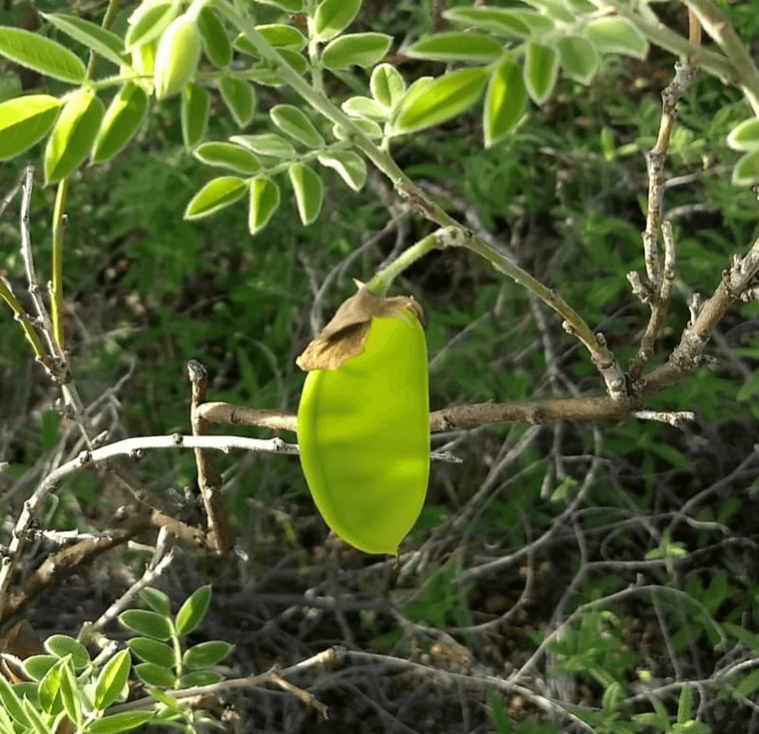 Brongniartia lupinoides 